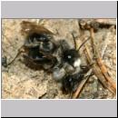 Andrena vaga - Weiden-Sandbiene -03- 01d Paarung.jpg